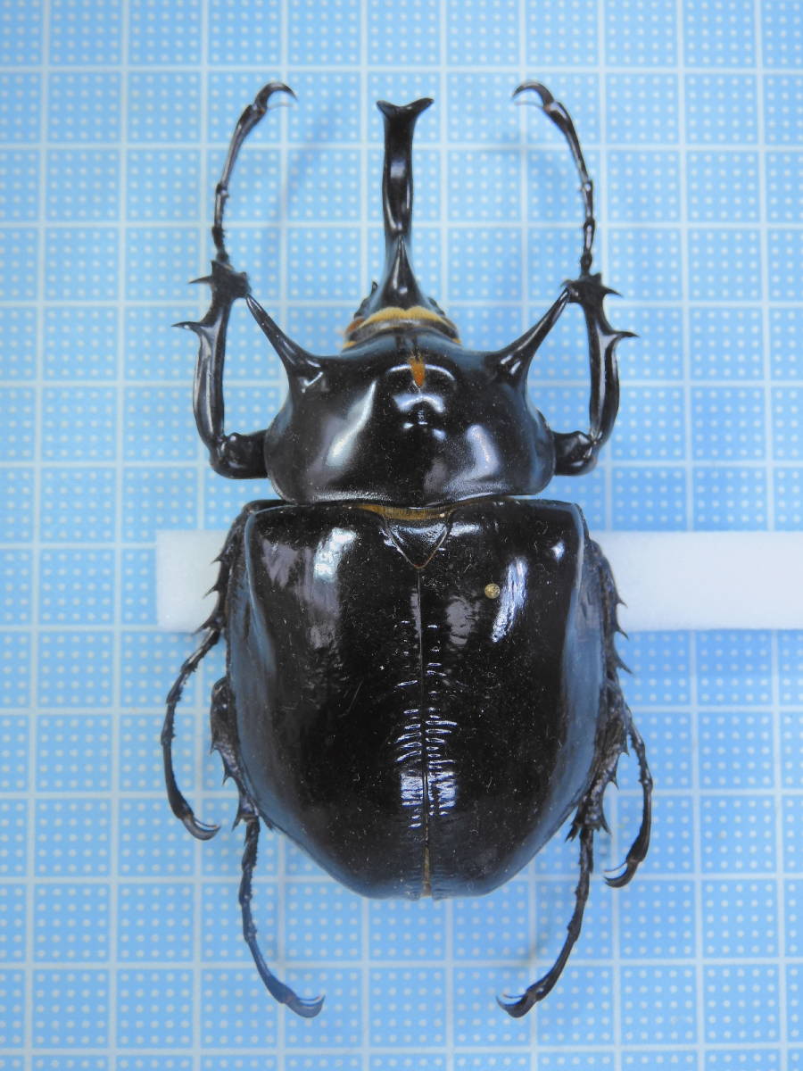 マルスゾウカブト 85mm 大型 マルスゾウカブト♂野外標本 公式通販