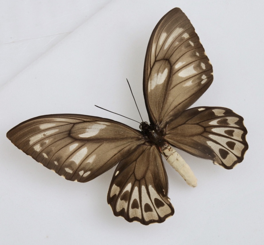 □外国産蝶標本 アオメガネトリバネアゲハ A～A-pair マライタ島 産