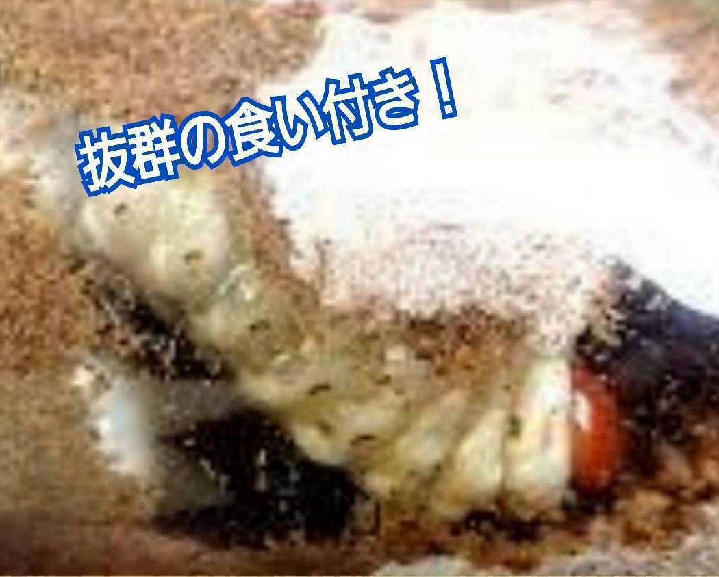 極上！カワラタケ菌糸瓶 特大1500ml【5本】特殊アミノ酸強化配合