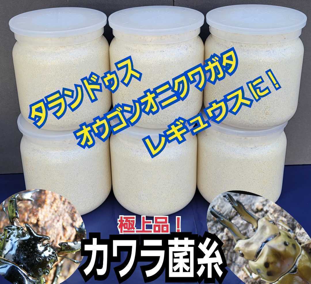 極上！カワラタケ菌糸瓶【8本】特殊アミノ酸強化配合！タランドゥス