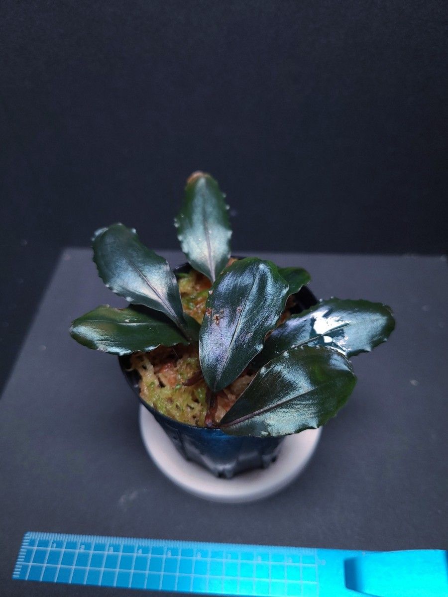 ブセファランドラ sp. 