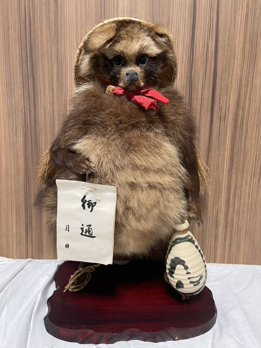 剥製 たぬき タヌキ 剥製