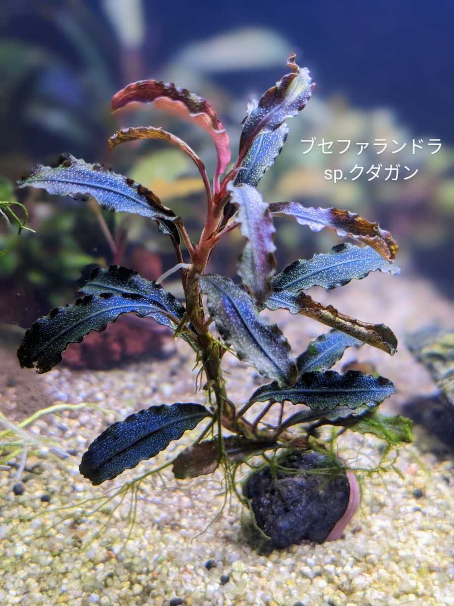 ブセファランドラ クダガン 大量ブセファランドラ クダガン大量と