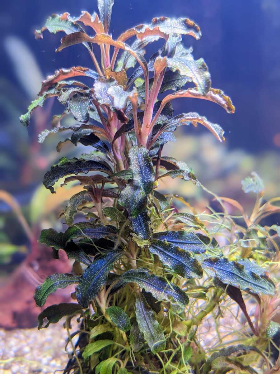 ブセファランドラsp. クダガン 大量10株セット ブセファランドラクダ