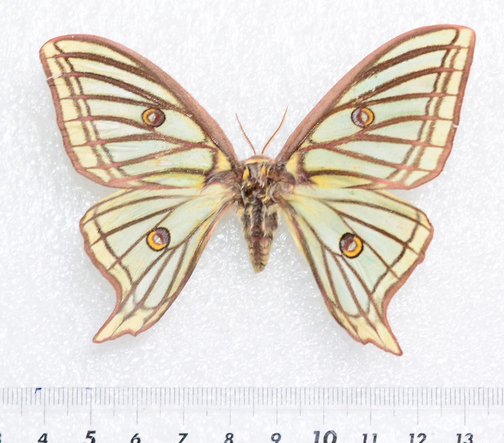 Yahoo!オークション - ヨーロッパ産蛾類展翅標本 イザベラミズアオ（ヤ