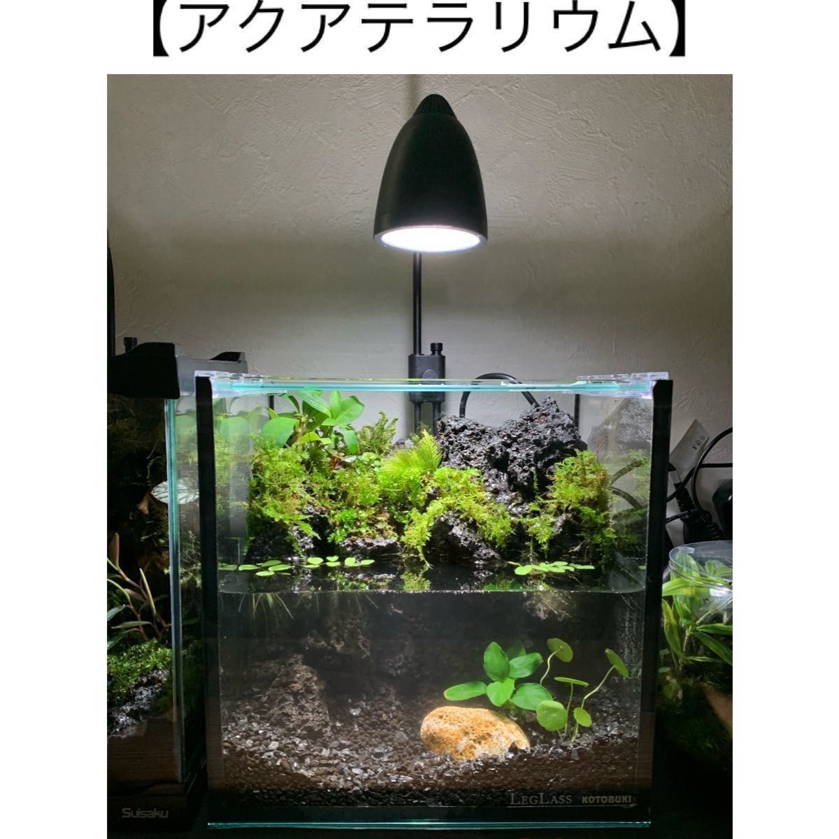 受注生産】イモリウム アクアテラリウム グラステラリウム 【受注生産