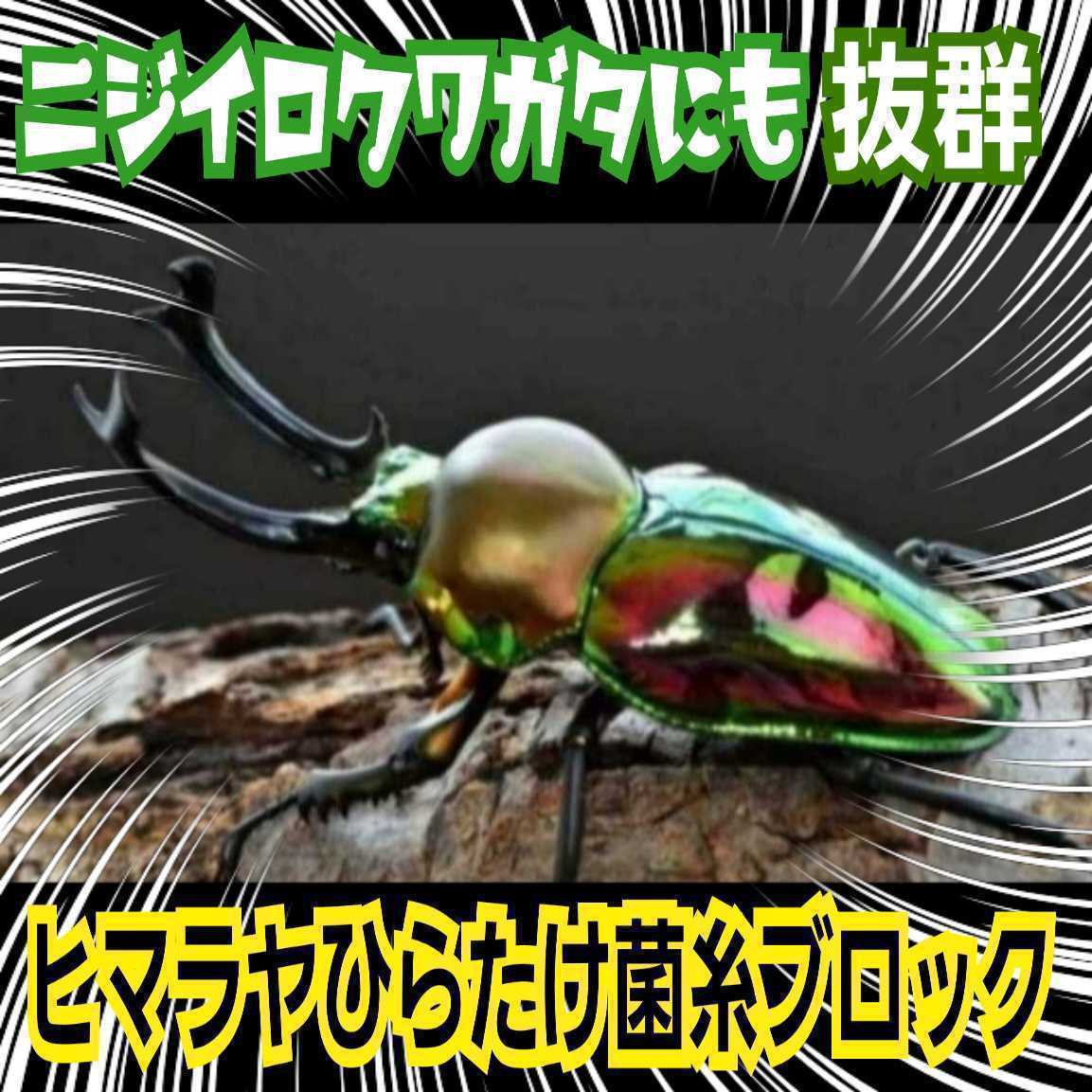 極上！ヒマラヤひらたけ菌糸ブロック【4個】初菌のみ使用！国産