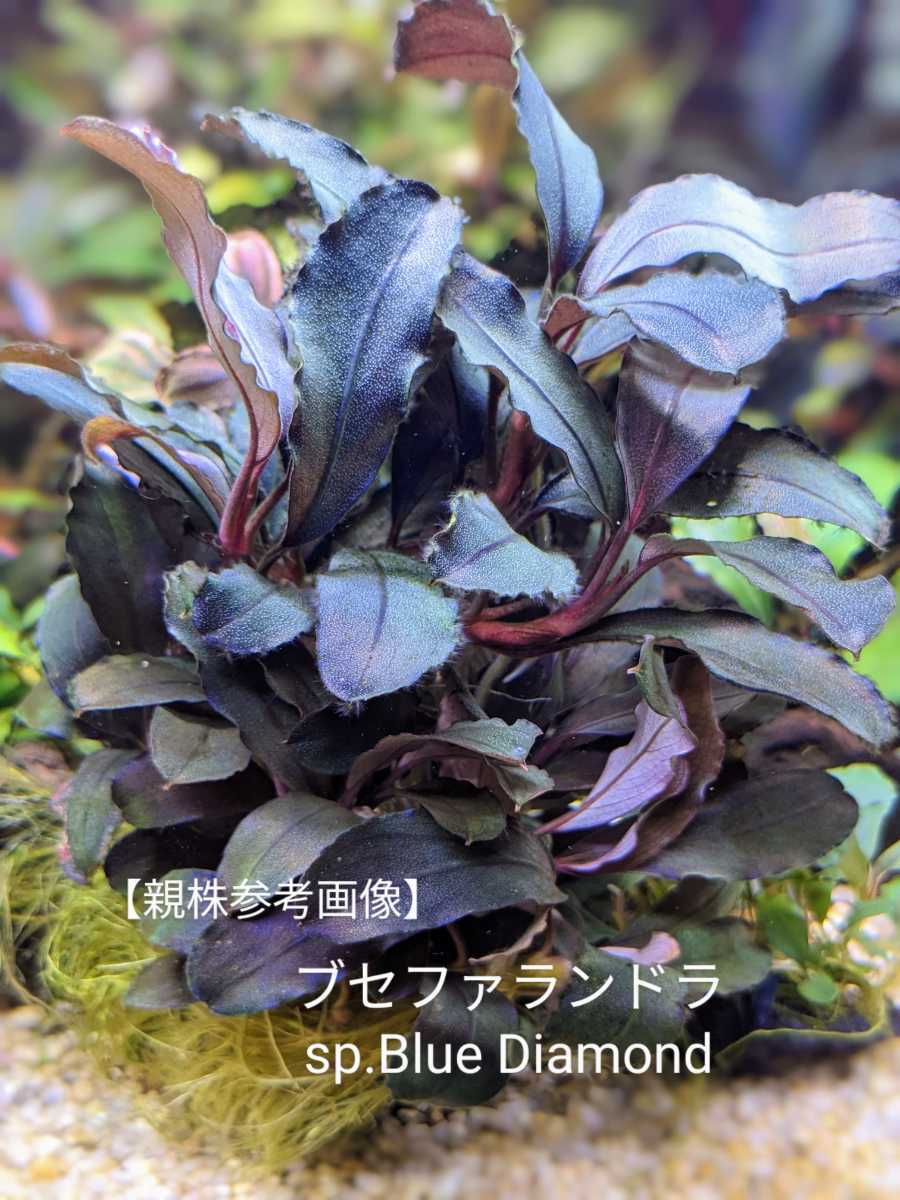 2024 ブセファランドラ sp.ティアブルー Bucephalandra sp.”Theia blue