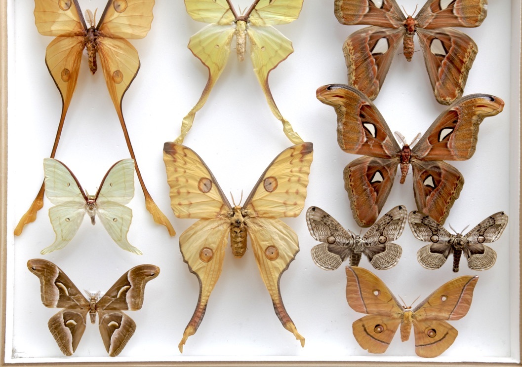 展翅標本】ブルガリアのヤママユ クジャクヤママユ saturnia spini