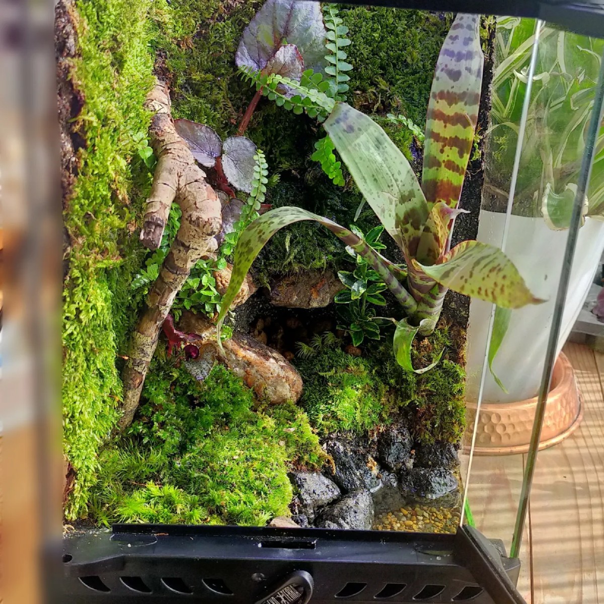 隠れ家付、自然の中の飼育箱苔テラリウム、グラステラリウムナノ