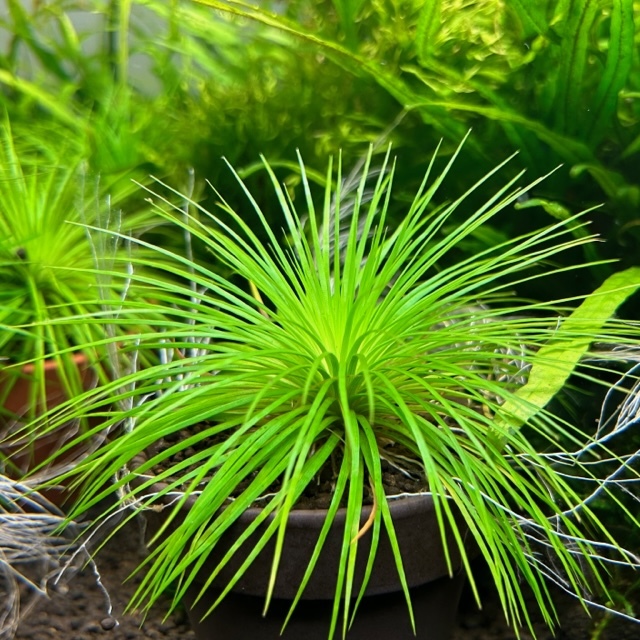 Yahoo!オークション - ホシクサsp.キンバリーナロー 水中葉 アクアリ