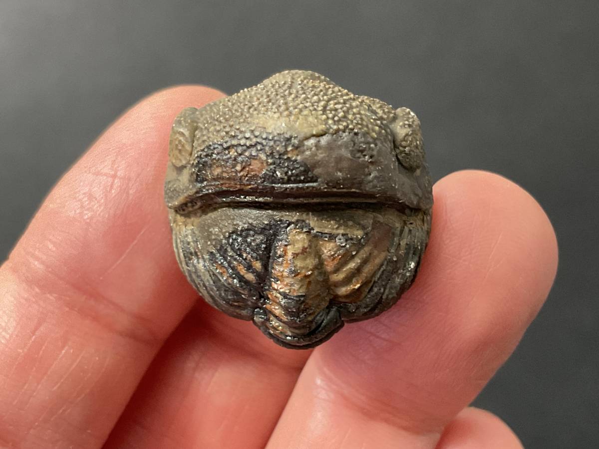 三葉虫 化石 ファコプス [PH78] エンロール 防御態勢 防御姿勢 極めて