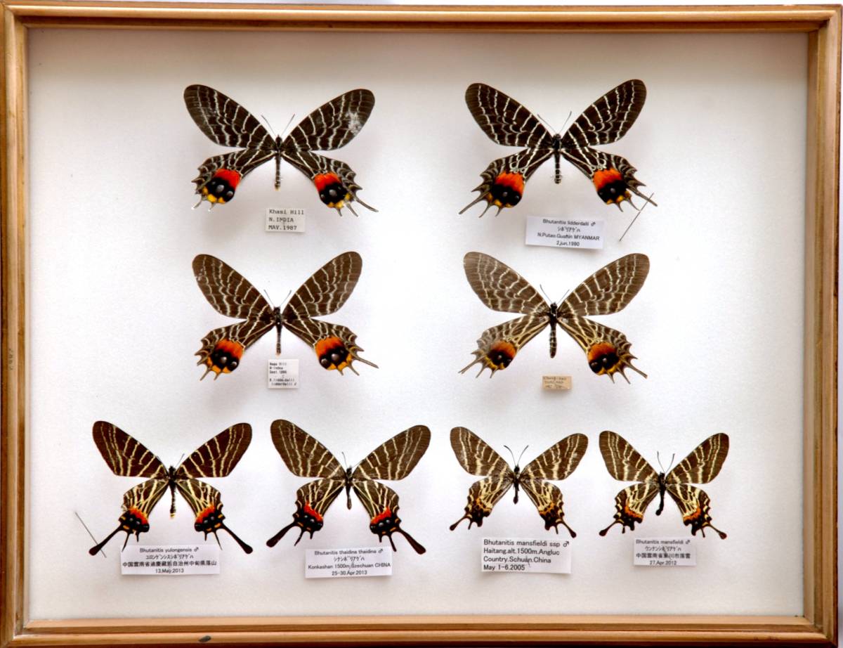 蝶の標本セット 1987年採集