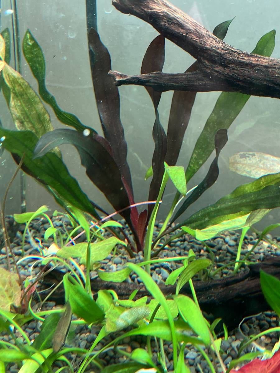 Yahoo!オークション - エキノドルス ホレマニー スーパーレッド 増殖株