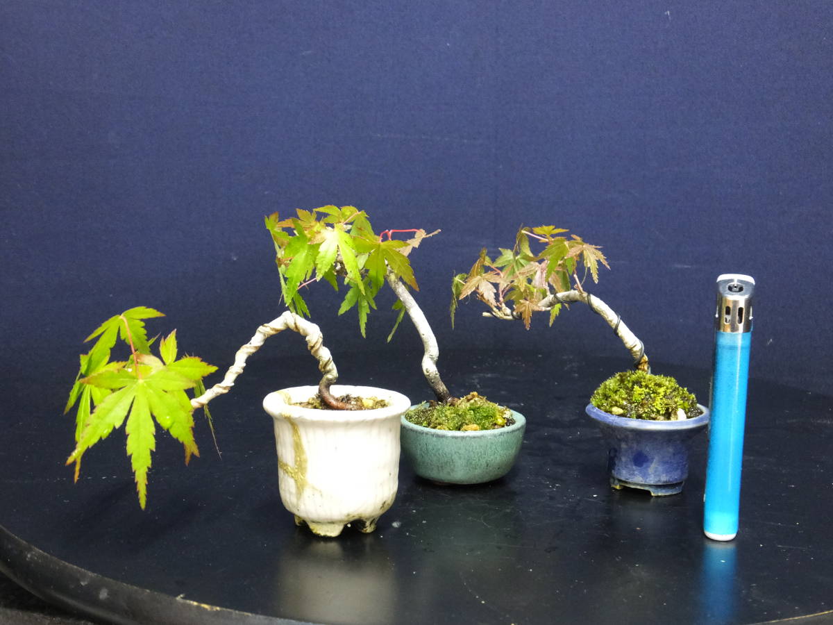 美芸鉢 懸崖鉢 和鉢 ミニ鉢 2点セット 【公式通販】