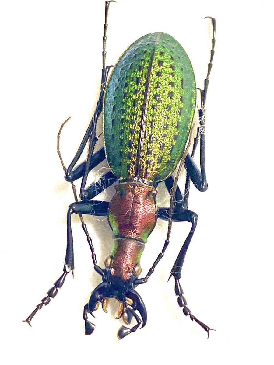 外国産オサムシ標本】ホソクビナガオサムシ/韓国.智異山産/33mm 外国産