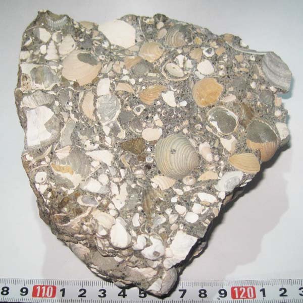 Yahoo!オークション - 日本の化石 岐阜県瑞浪市の貝化石密集母岩/巻貝