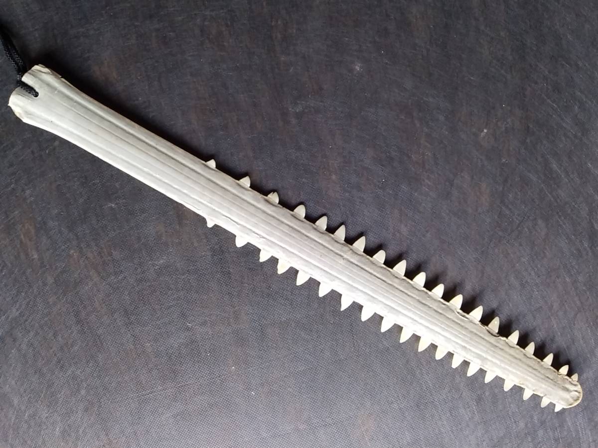 希少 ノコギリエイ 吻 全長約74cm 歯 博物 雑貨 希少 ノコギリエイ 吻
