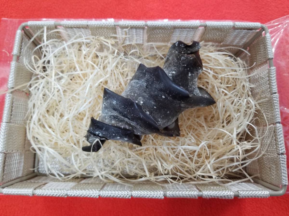 ネコザメ乾燥標本