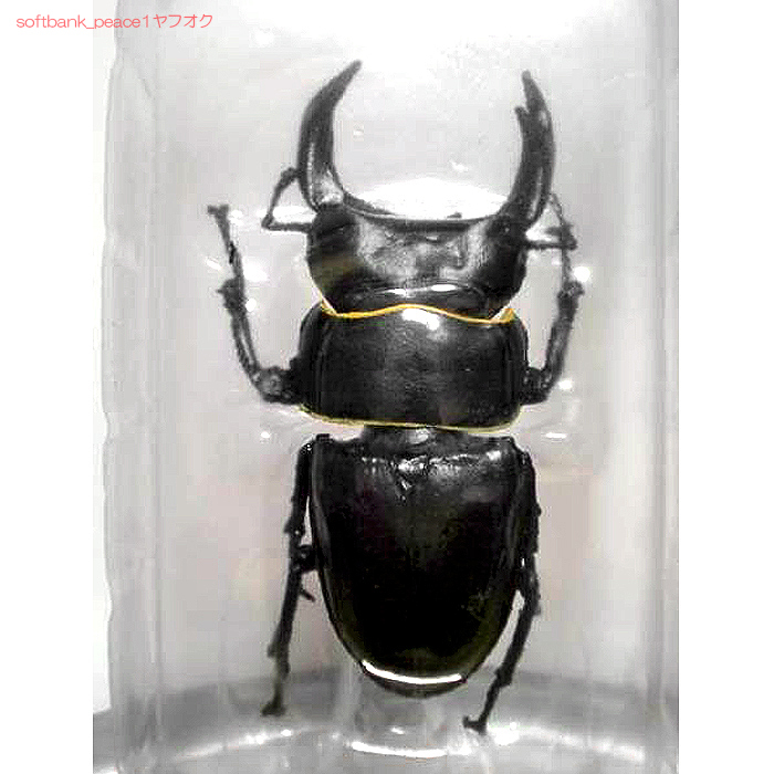 昆虫フィギアクワガタ原寸大モデル