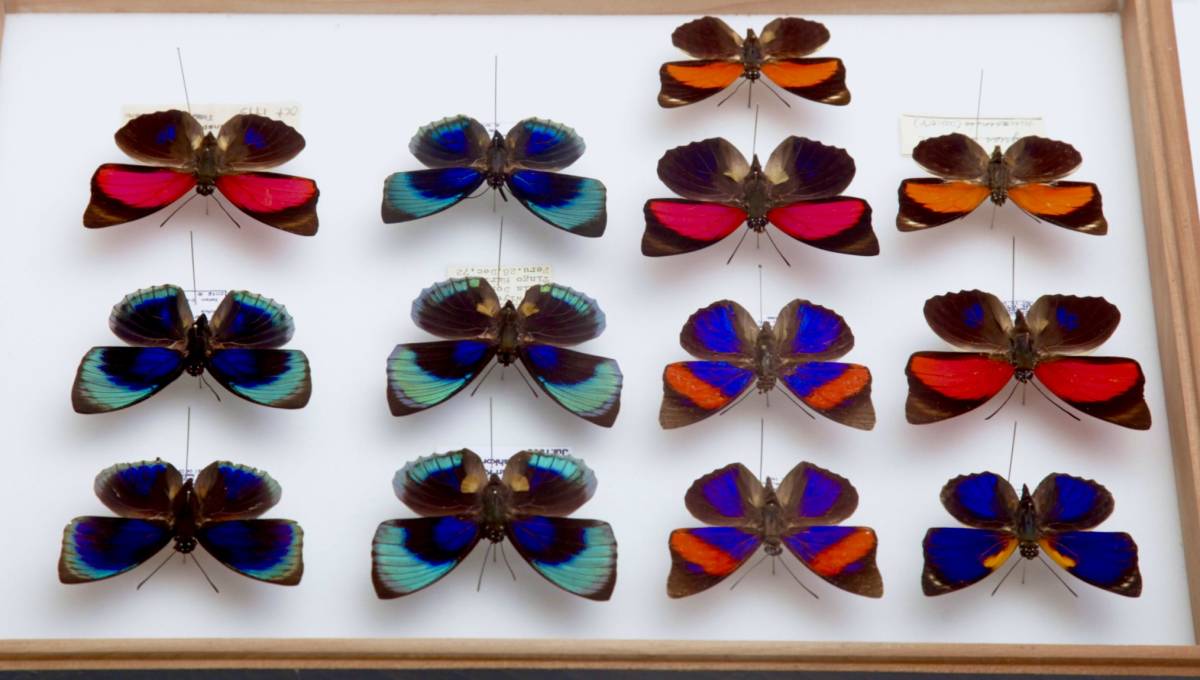 アグリアス・アミドン・フィラテリカ・黄色型 蝶標本 昆虫標本