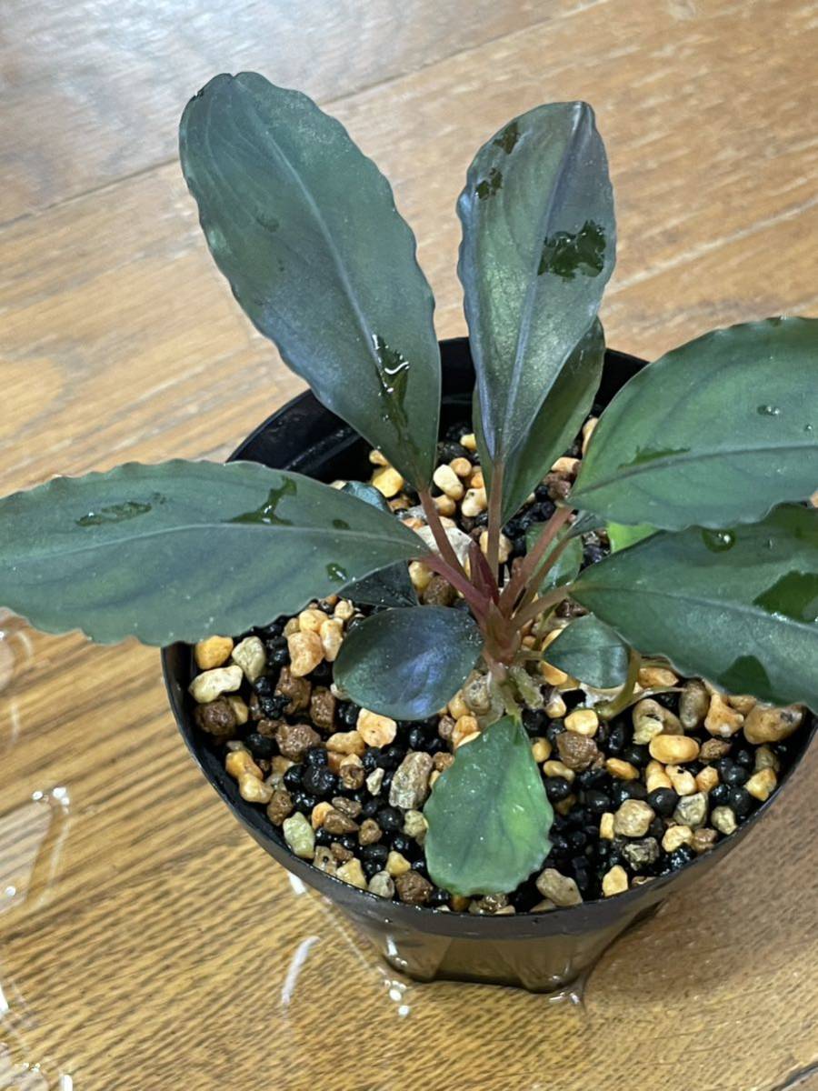 Bucephalandra Deep Purple 【AZ1011-XX】初期