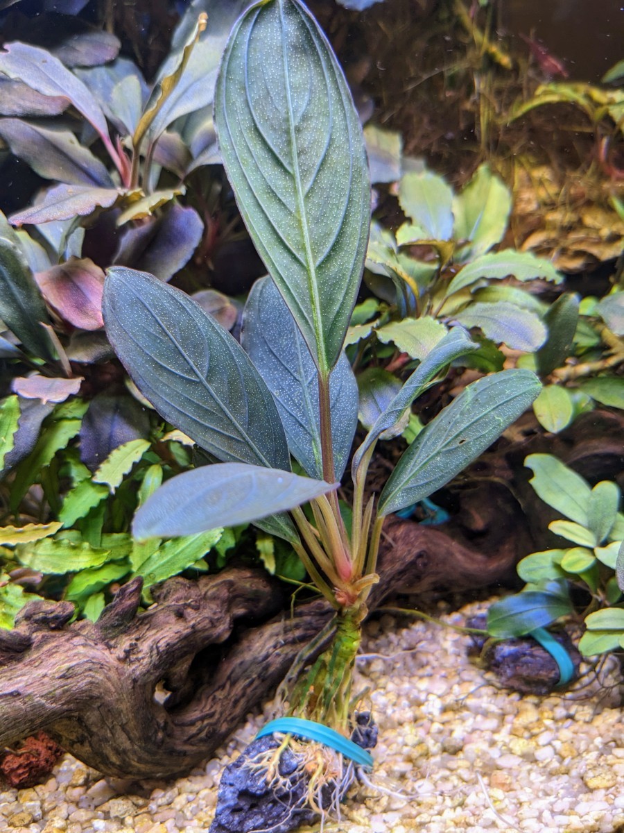 ブセファランドラ 3種類セット おまかせブセファランドラ(東南便)(水上