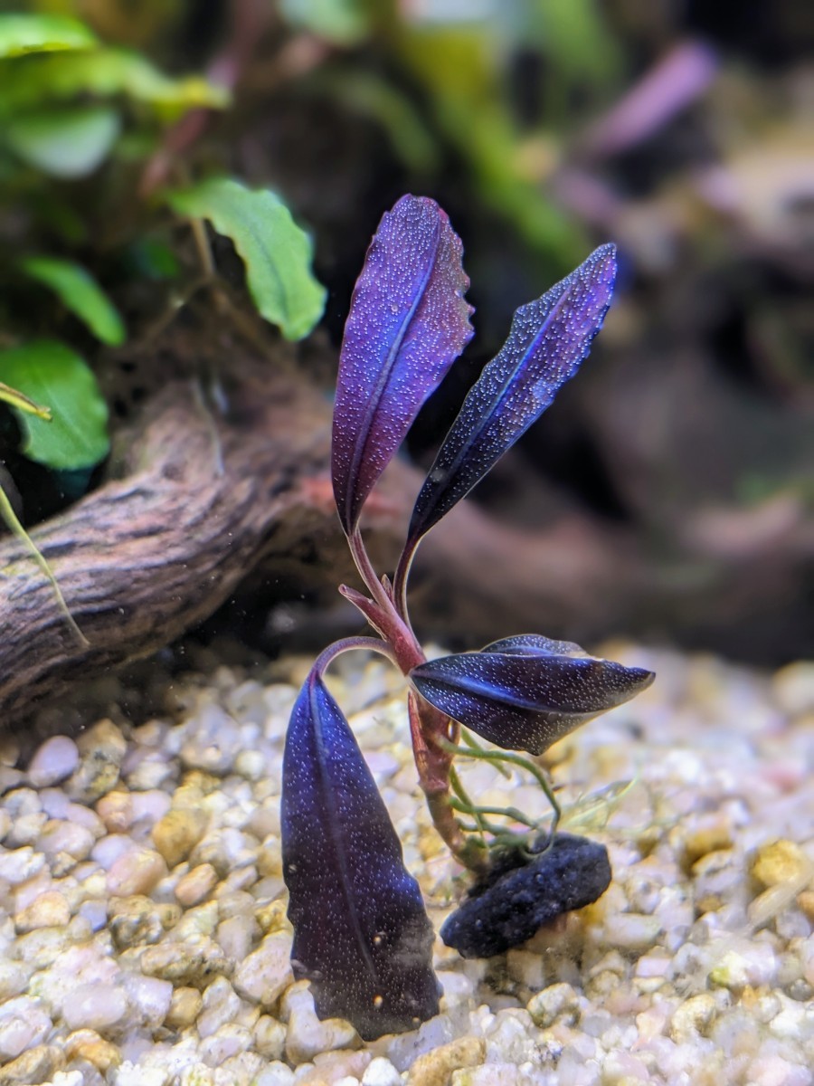 しーん sp. Brownie Ghost2011-2012 ブセファランドラsp ブラウニー