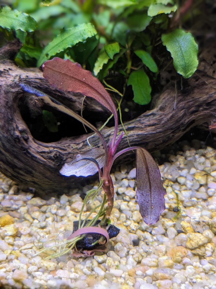 しーん sp. Brownie Ghost2011-2012 ブセファランドラsp ブラウニー