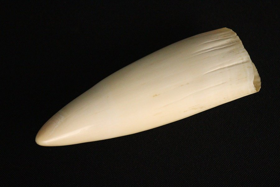 TB526古い鯨の牙全長17cm 369g◇歯/鯨歯/鯨牙/素材/根付/骨董/彫刻