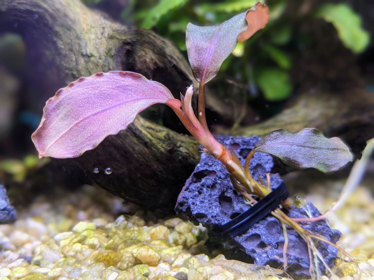 陰性水草の王様的存在Pink Variegata +ティアブルー