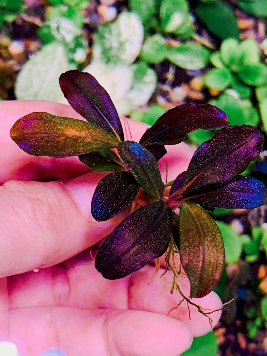 ブセファランドラ sp. ファンタスティックパープル 完全水中葉 子株