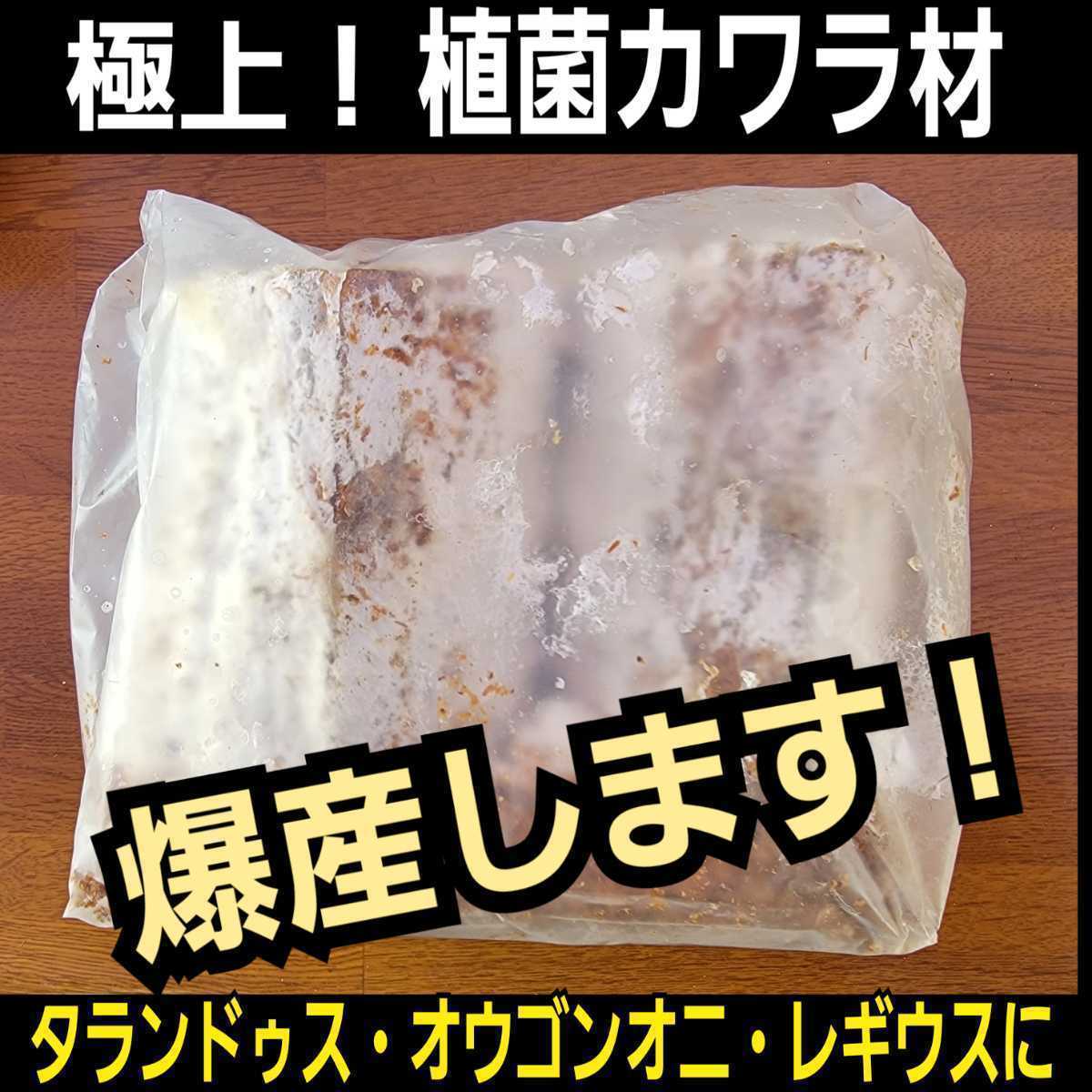 極上！植菌カワラ材【2本】クワガタの産卵にはコレが最強です！