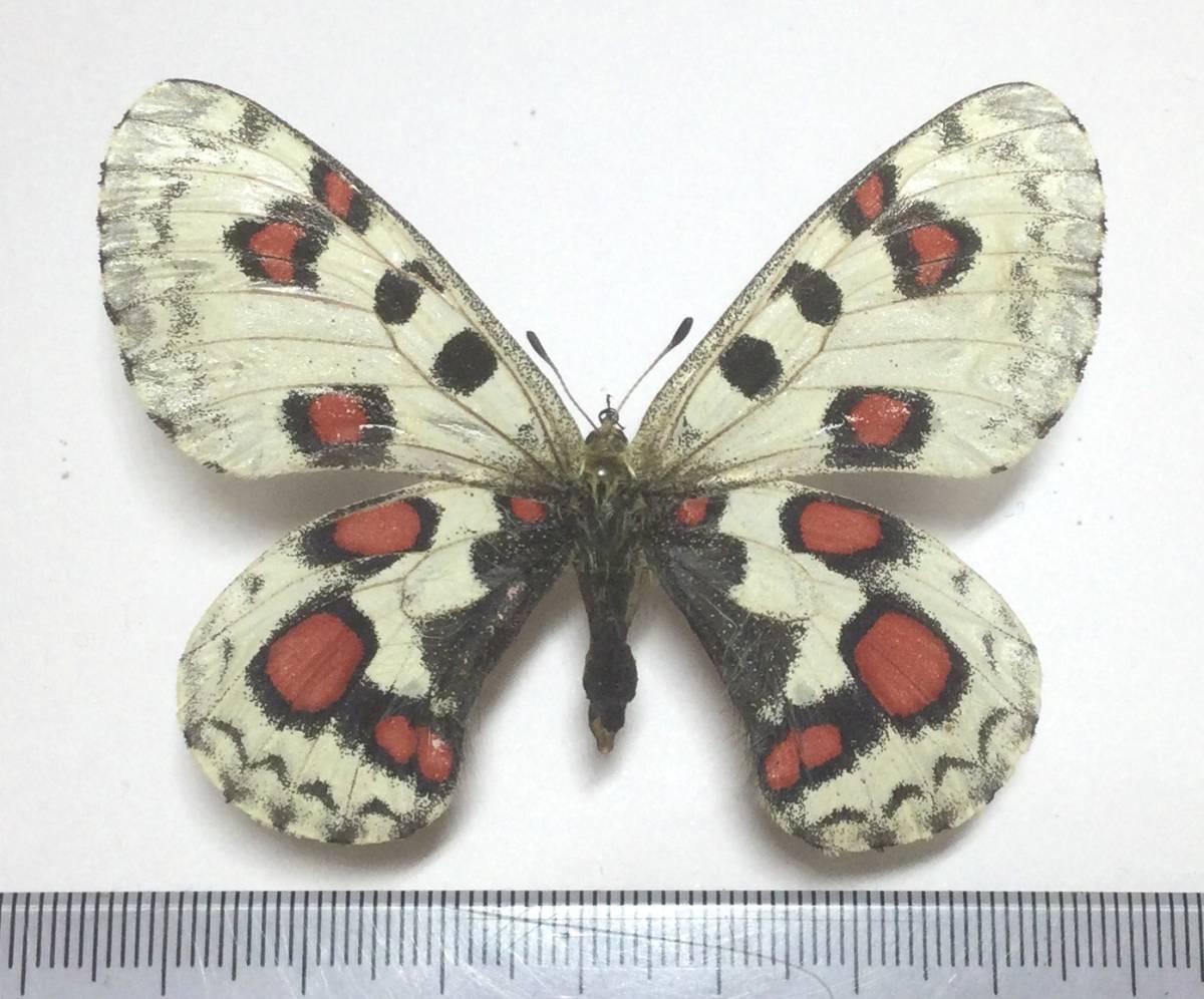 Yahoo!オークション - 蝶 標本 中国青海省産 オオアカボシウスバシロ