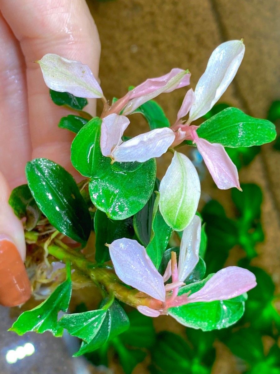 ブセファランドラsp. ピンクバリエガータい斑入り 水中葉