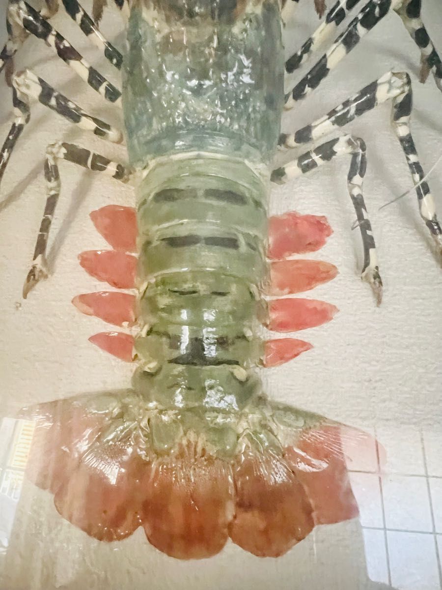 伊勢海老 エビ 剥製 ガラスケース 壁額 壁飾り｜Yahoo!フリマ（旧