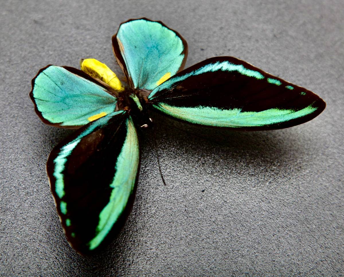 外国産蝶標本】アッコウスバ♂/四川省.舟山産/59mm