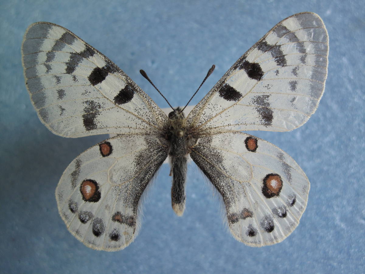 珍品HYBRIDパルナシウス・アポロ・アラベント蝶標本