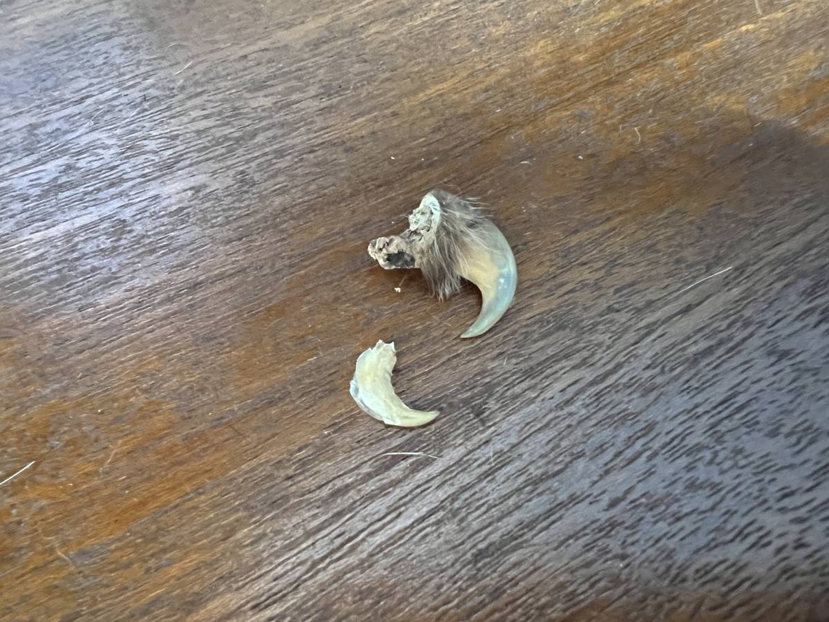 希少登録票付爪付ヒョウ剥製敷物ラグマット214㌢ 豹/ヒョウ 剥製/はく製