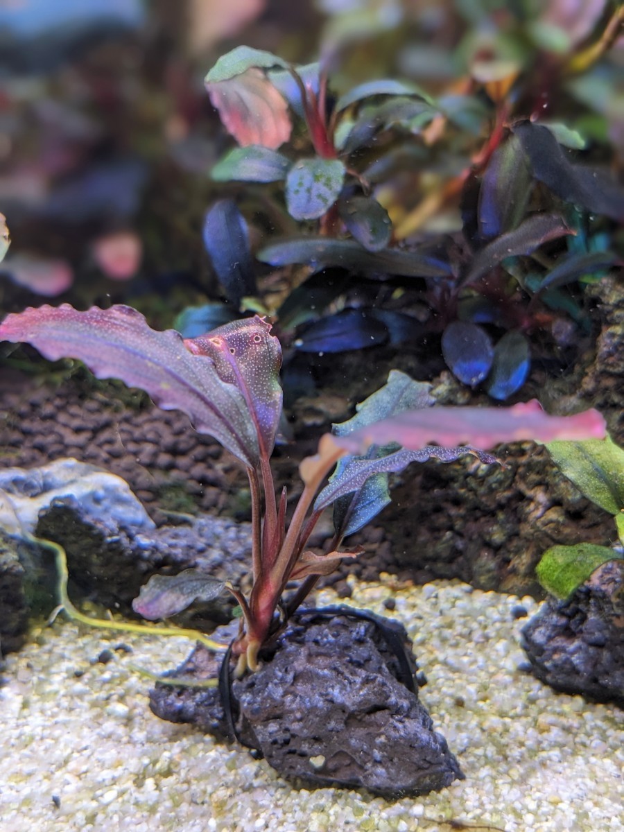 ブセファランドラsp Tricolor Red（トリコロールレッド）完全水中葉/赤