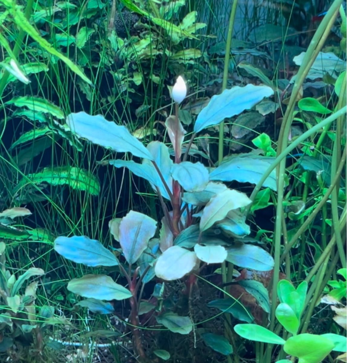 ブセファランドラsp Blackghost 大株【完全水中葉】｜Yahoo!フリマ（旧