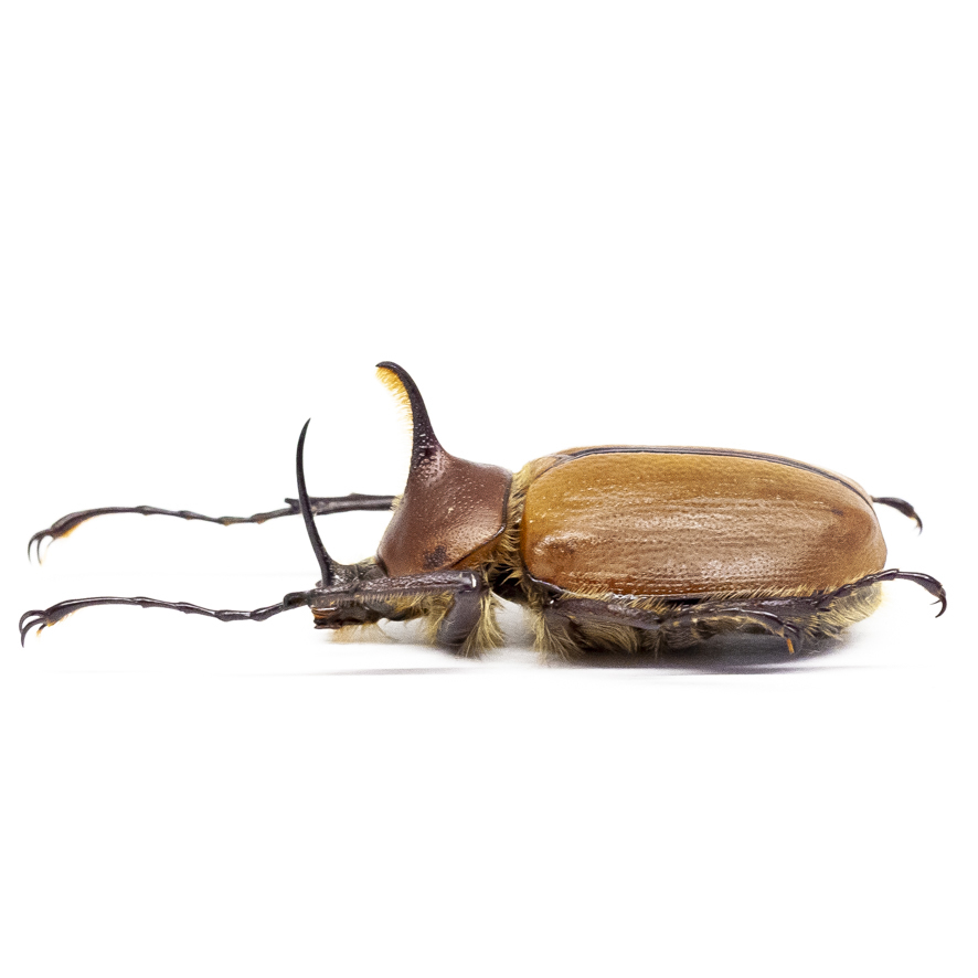 標本 クワガタモドキ ラオス産 72㎜ 【公式通販】