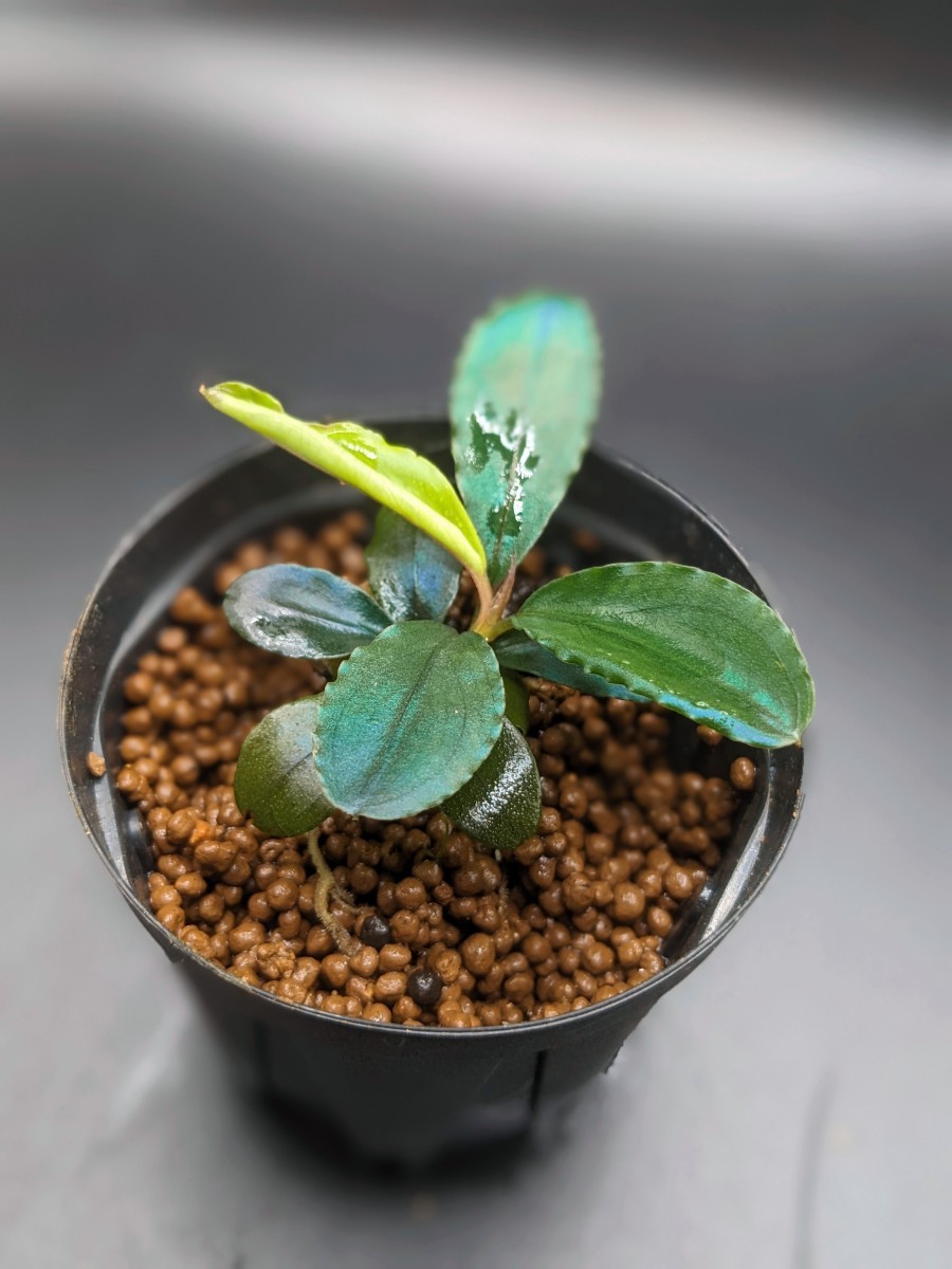 ブセファランドラsp shine blue【KN便】水上株｜Yahoo!フリマ（旧