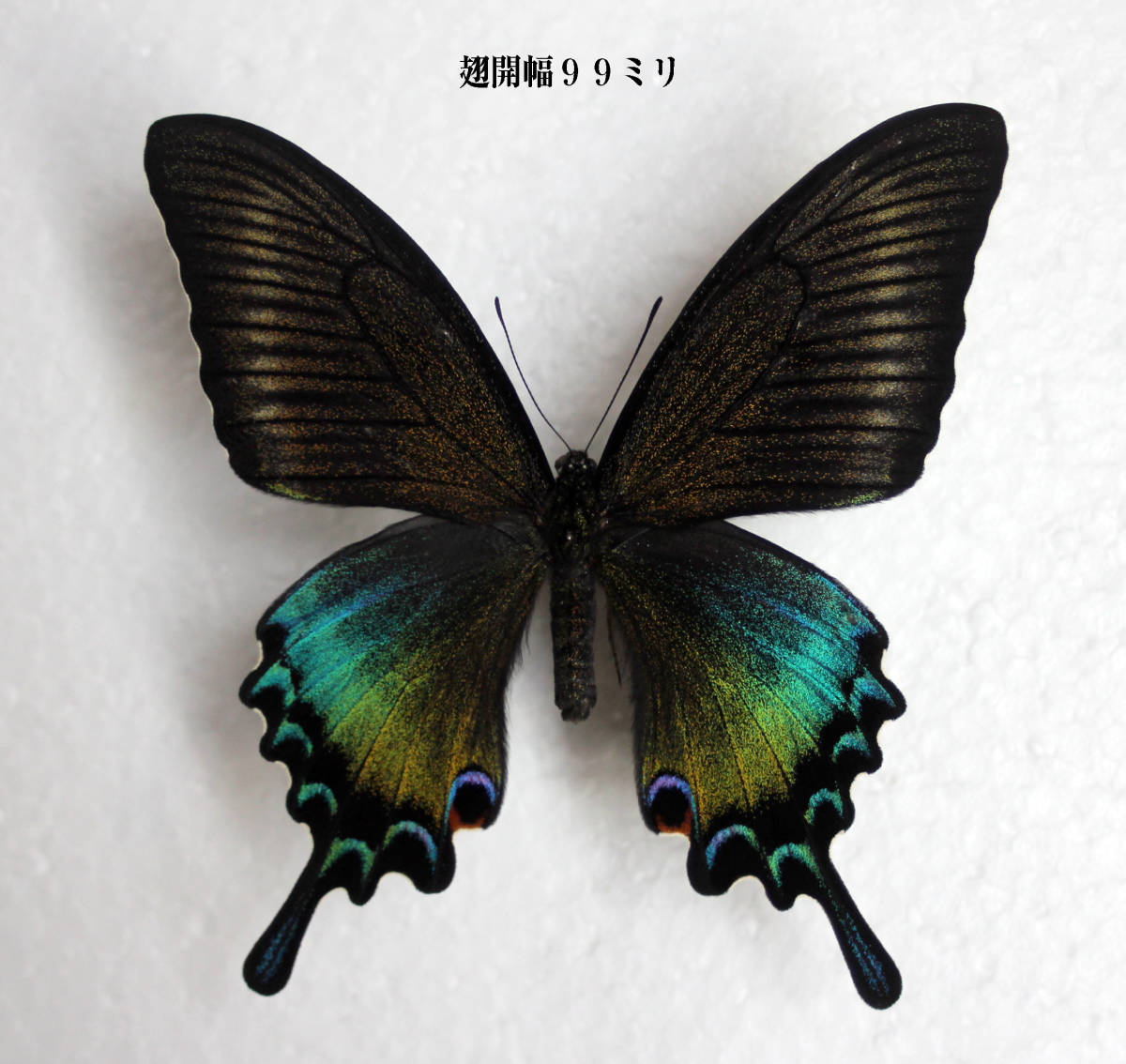 Yahoo!オークション - 蝶標本 ミヤマカラスアゲハ（特種夏型♀）