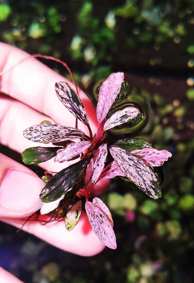 ブセファランドラsp. ピンクバリエガータ斑入り 8*7様