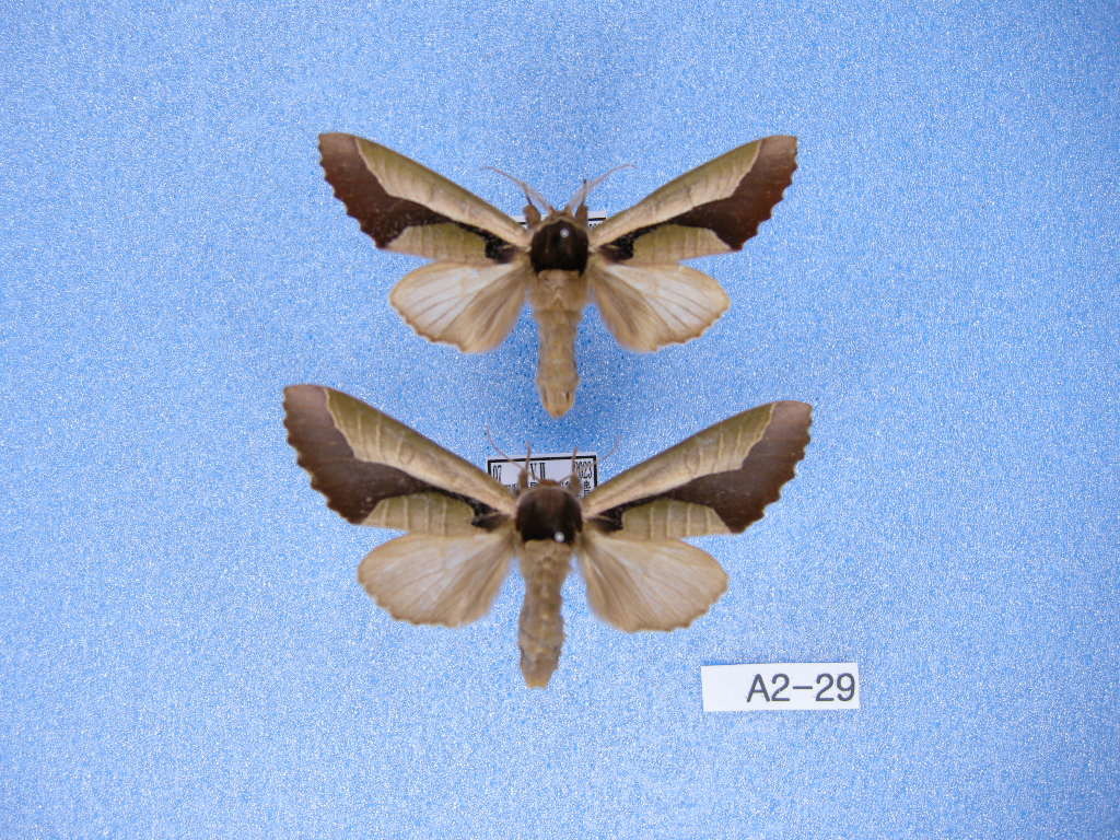 蛾標本 2点セット keti 蛾標本 2点セット keti 蛾標本 2点