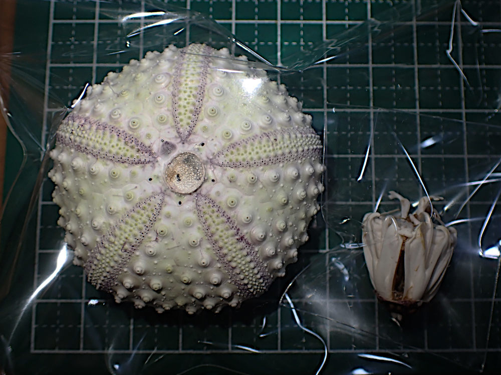 ティーダナガウニモドキ 殻 ティーダナガウニモドキ 殻 ティーダ