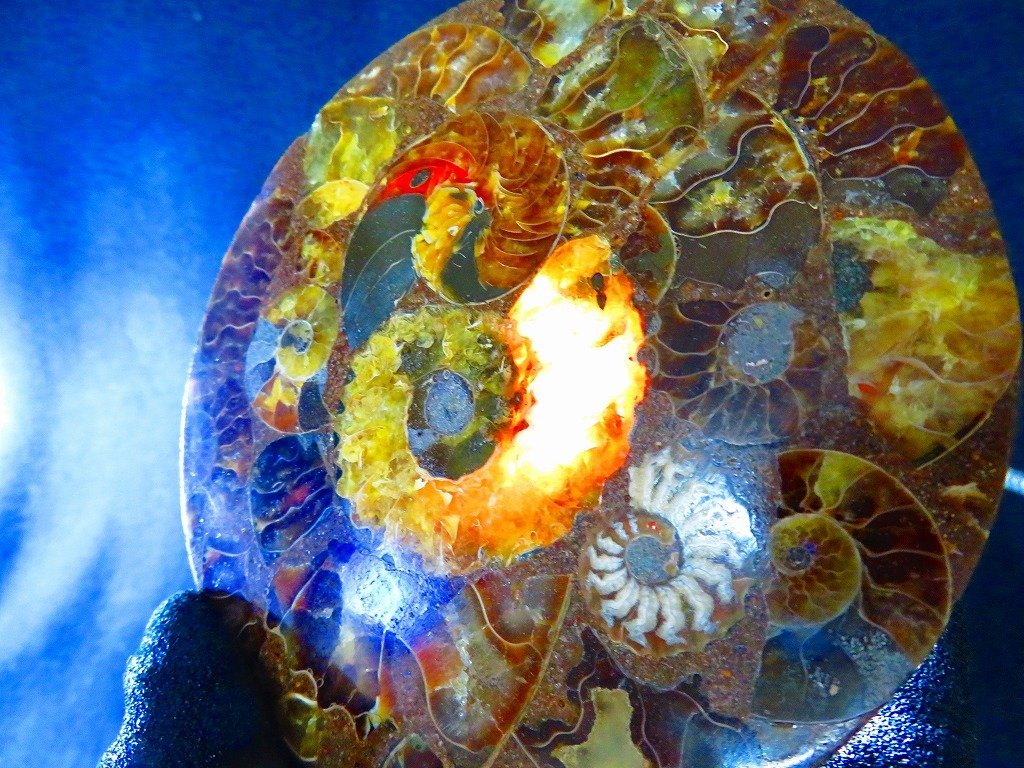 アンモライト化石 天然石 虹色 マダガスカル産 石標本 超大型 【公式通販】