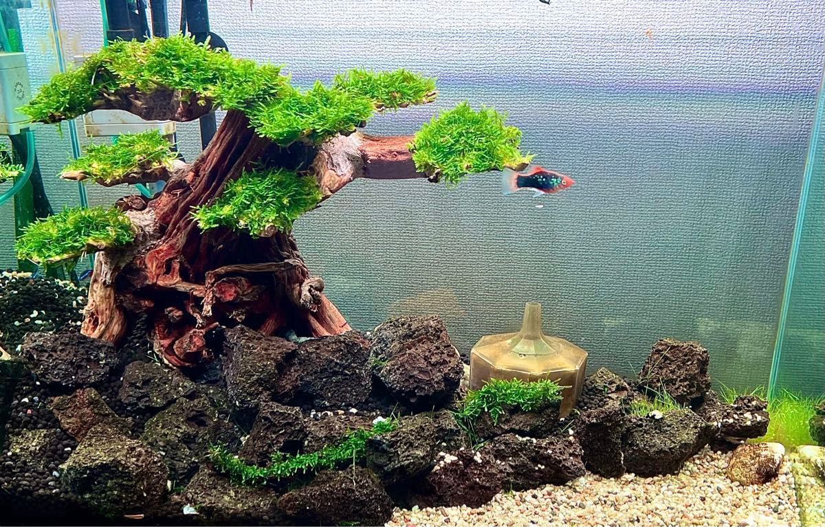 盆栽流木アクアリウム水槽