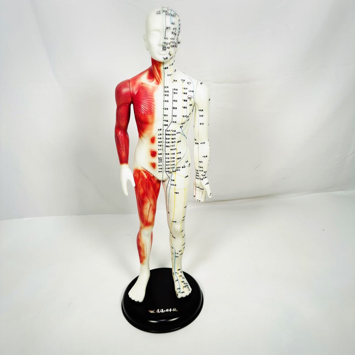 医道の日本社 人体の経絡・経穴の人体模型 経穴くん｜Yahoo!フリマ（旧